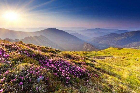 the sun is shining over a mountain with purple flowers.