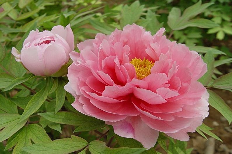 Two pink peonies are blooming in a garden.