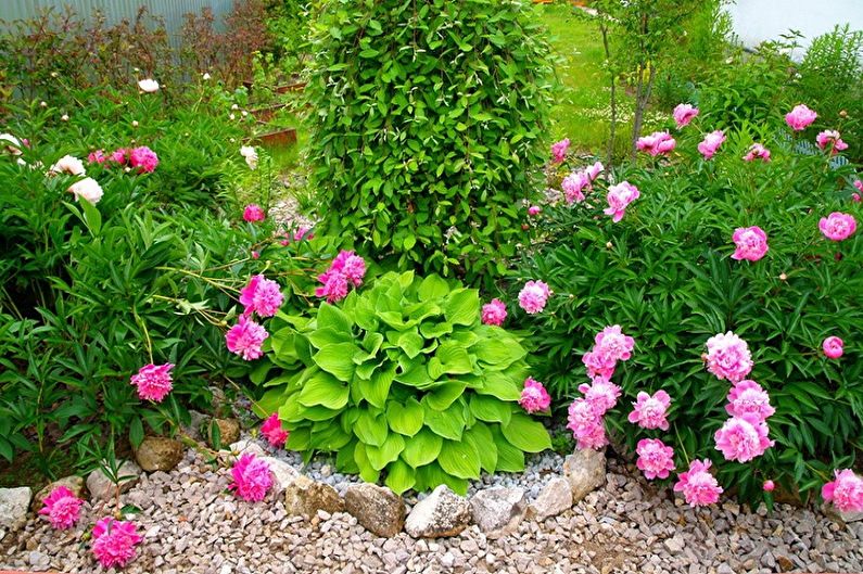 A garden with pink flowers and rocks.