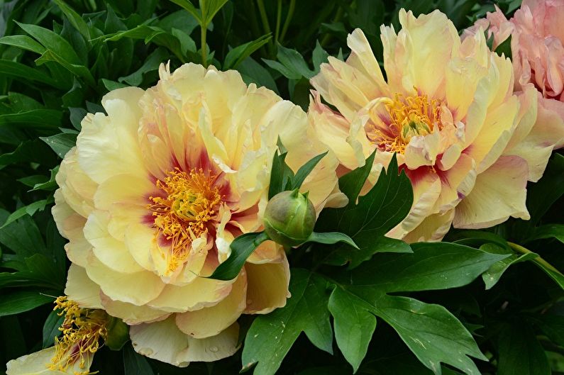 Peonies blooming in a garden with green leaves.