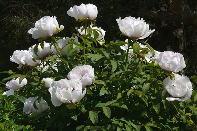 White peonies blooming in a bush.