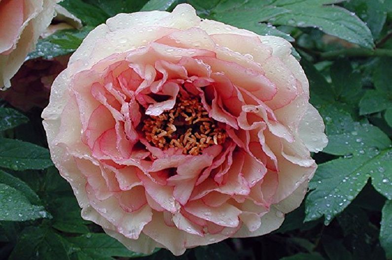 A pink peony with water droplets on it.