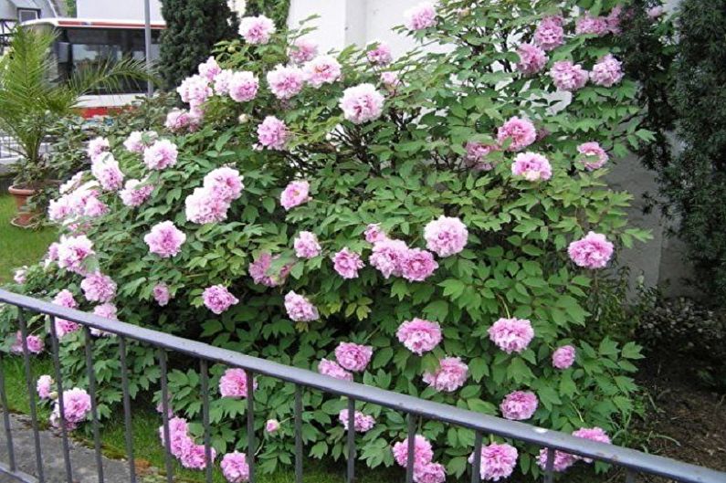 A bush with pink flowers in front of a house.