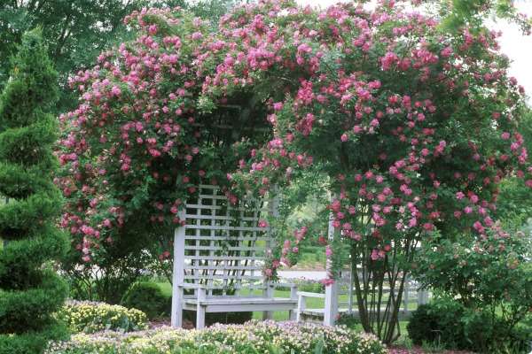 A garden with pink roses and a bench.