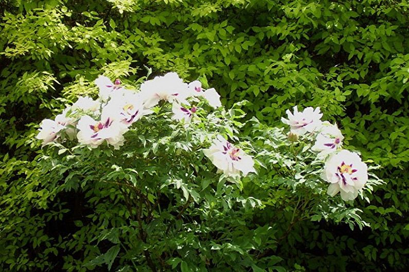 White peonies in front of a green bush.