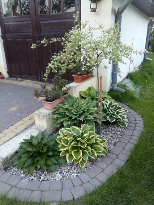 A small front yard with plants and a garage.