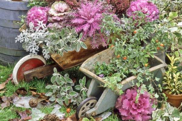 A wheelbarrow filled with flowers and plants.