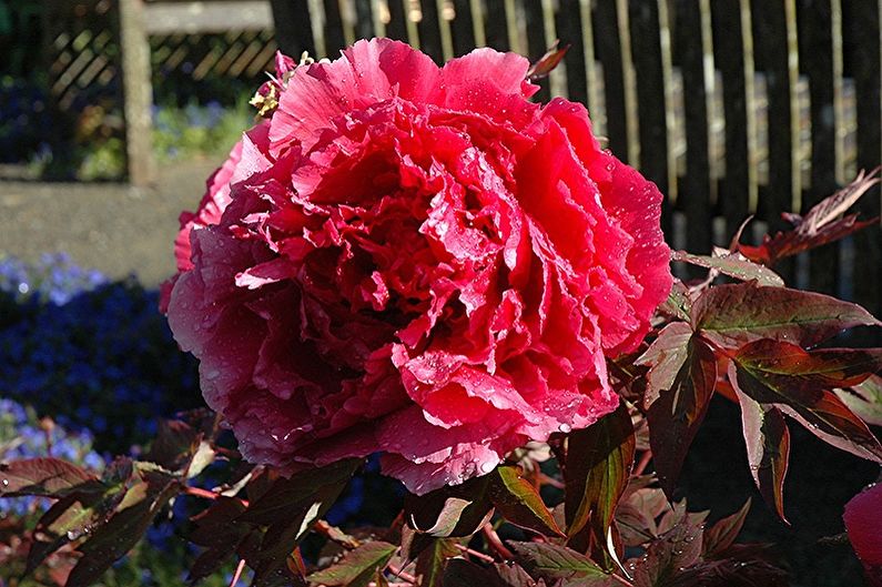 A red peony in front of a wooden fence.