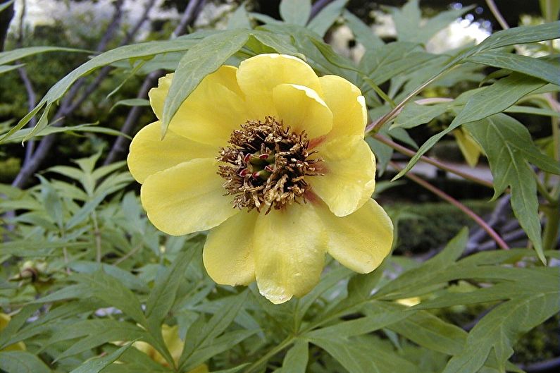 A yellow flower with green leaves.