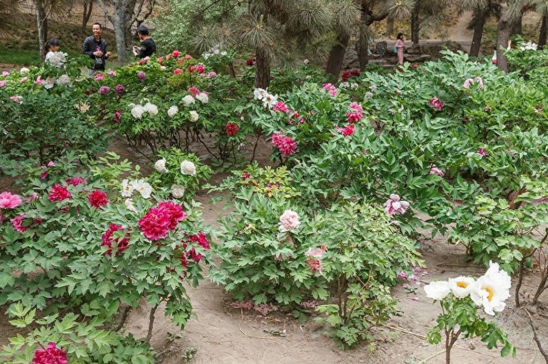 A group of people are walking through a garden full of flowers.