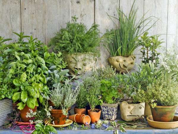 A collection of herbs in pots on a wooden table.