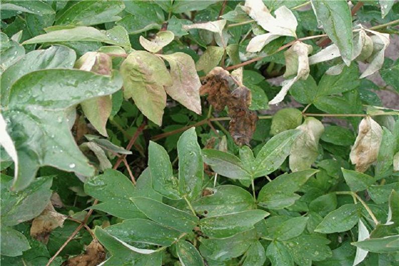 A plant with brown leaves and water droplets on it.