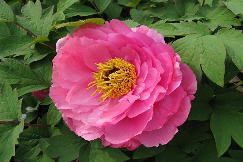 A pink peony flower with a yellow center.