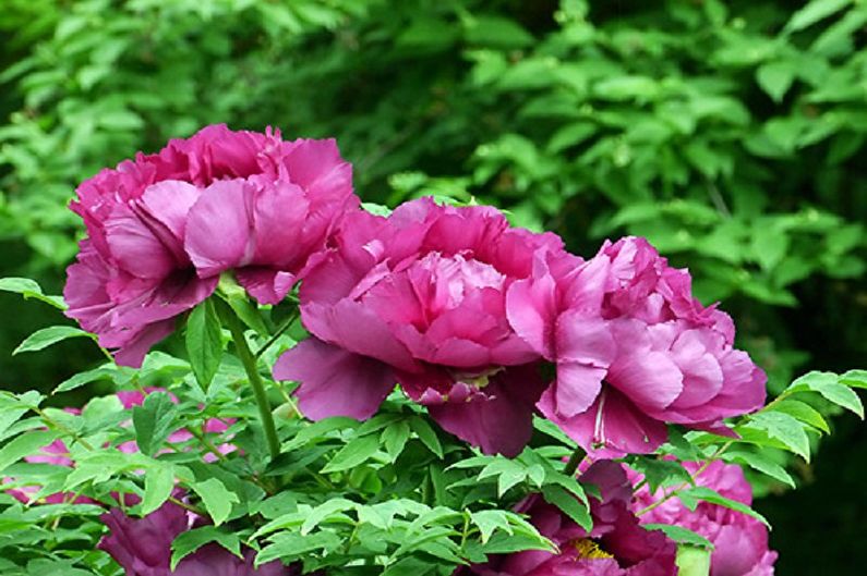 A bunch of purple peonies in a garden.