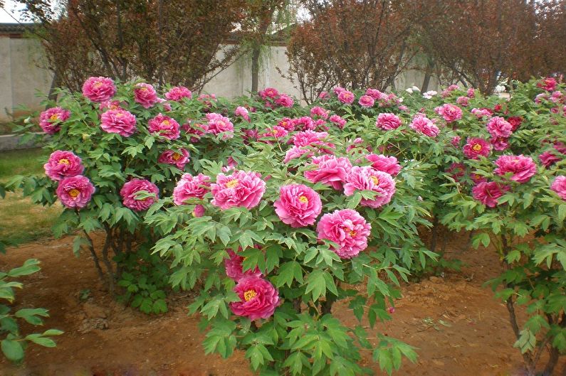 Peonies in a garden with many pink flowers.