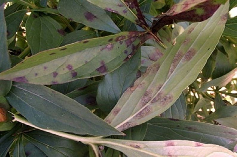 Brown spots on the leaves of a plant.