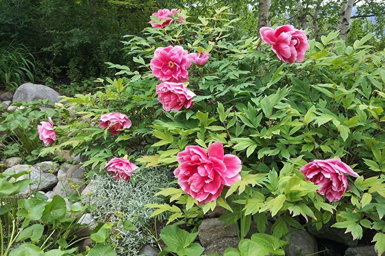 Peonies in a garden with rocks and bushes.