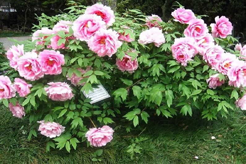 A bush of pink peonies in a garden.