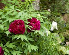 Red and white peonies in a garden.