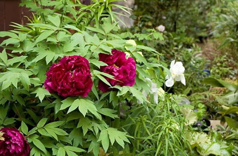 Red and white peonies in a garden.