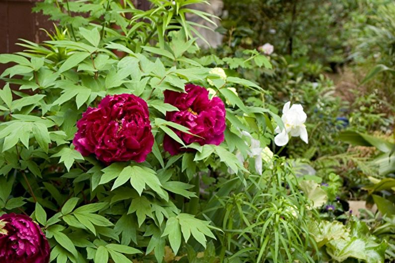 Red and white peonies in a garden.