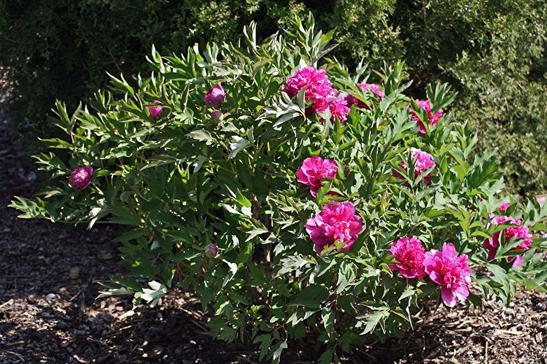 A bush with pink flowers in the middle of the yard.