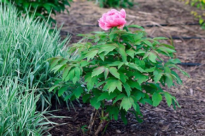 A pink peony is growing in a garden.