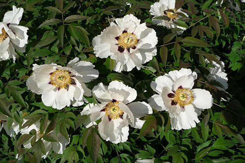 White peonies blooming in a bush with green leaves.