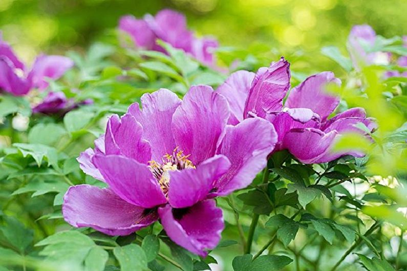 Peonies are blooming in a garden with green leaves.