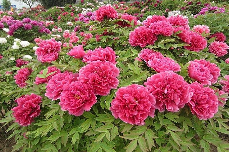 Peonies in a garden with many pink flowers.