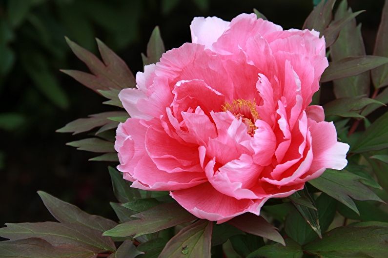 A pink peony is blooming in a garden.