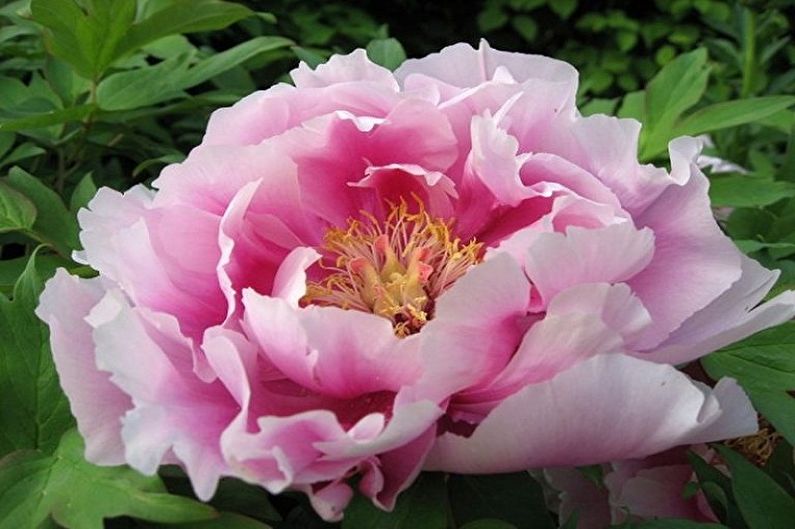 A pink peony is blooming in a garden.