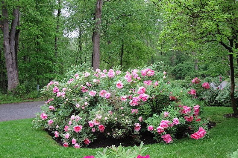 A bush with pink flowers in the middle of a yard.