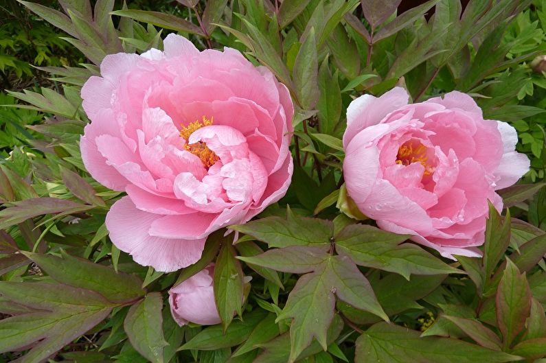 Two pink peonies are blooming in a garden.