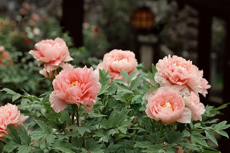 Peonies in bloom in a garden.