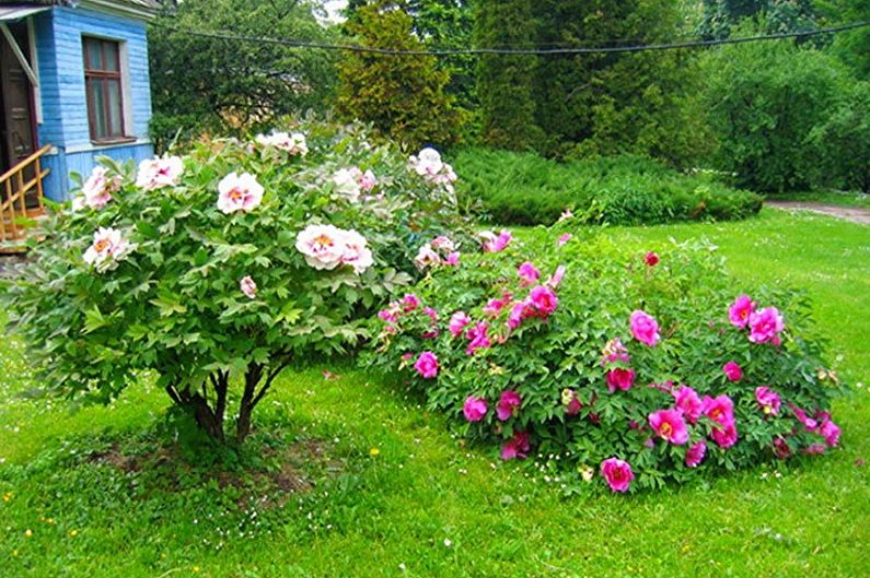 A garden with pink roses in front of a blue house.