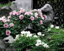 A garden with pink and white flowers and rocks.