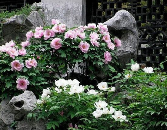 A garden with pink and white flowers and rocks.