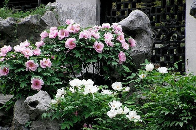 A garden with pink and white flowers and rocks.