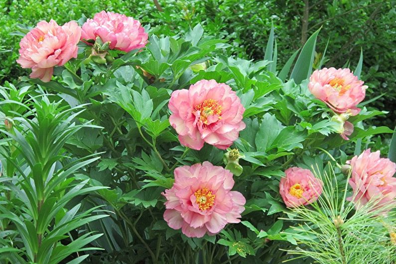 Pink peonies in a garden with green plants.