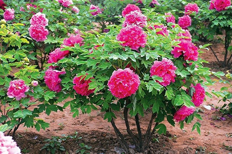 A group of pink flowers in a garden.