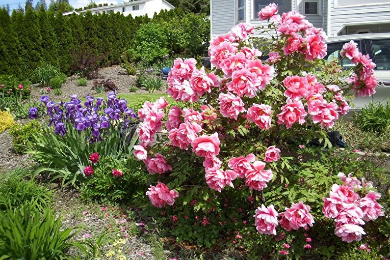 Pink roses and irises in front of a house.