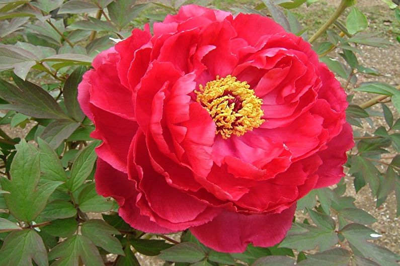 A red peony flower in a garden.