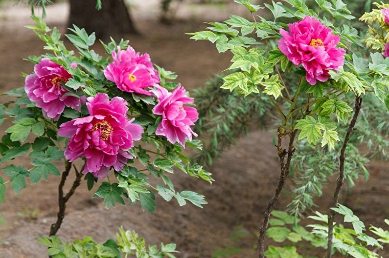 Peonies in a garden with green leaves and pink flowers.