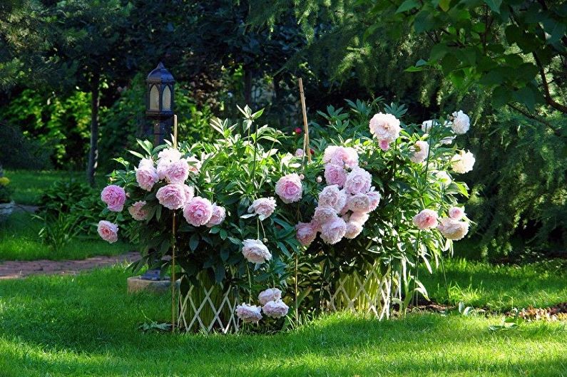 Pink peonies in a garden with a lamp.