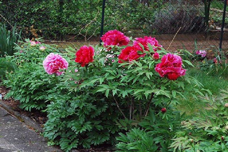 Peonies in the garden of a house.