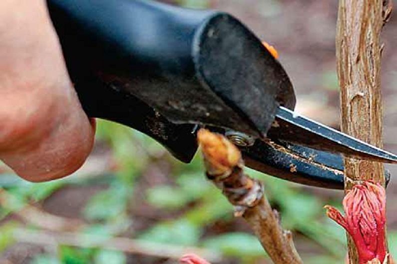 Pruning a plant with a pair of scissors.