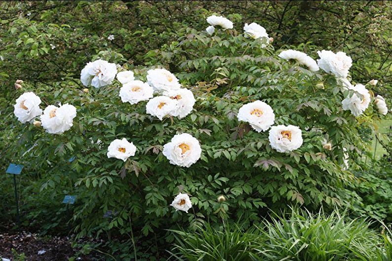 A bush of white peonies in a garden.