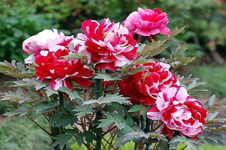 Red and white peonies in a pot in a garden.