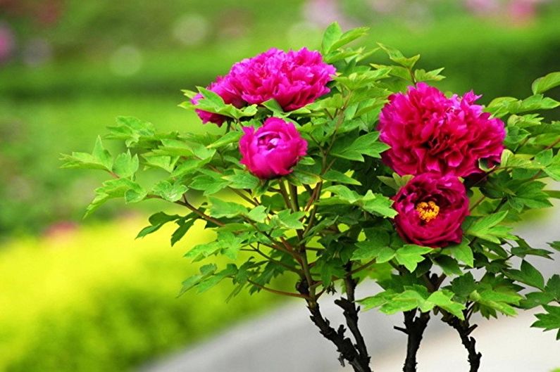 Peonies in bloom in a garden.